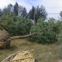 15公分國(guó)槐價(jià)格 15公分國(guó)槐 15公分國(guó)槐樹基地