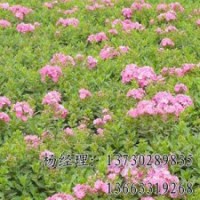 供應(yīng)饅頭柳廠家，河北饅頭柳銷售價格