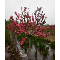 供應(yīng)碧桃，櫻花，白皮松