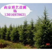 大型雪松“基地”雪松，廣玉蘭