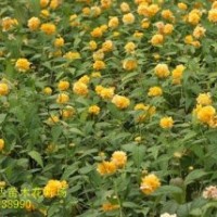 河北金葉榆，猥實，棣棠，西府海棠，黃刺梅