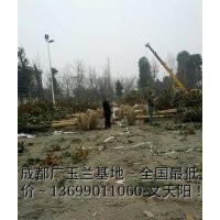 供應成都廣玉蘭,廣玉蘭價格,廣玉蘭種植基地