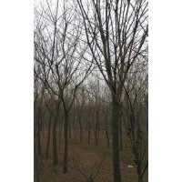5-8公分國槐