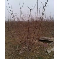 4-6公分紅梅，綠梅(60-80cm處嫁接,4-6分枝)