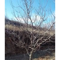 金玉苗木常年出售八棱海棠樹