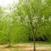 供應金枝槐、國槐、垂槐、紫穗槐等品種