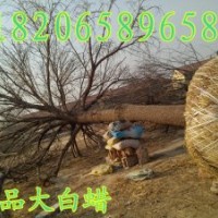 大白蠟，精品白蠟，景觀白蠟