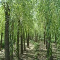 垂柳哪里多，垂柳價格，垂柳信息，賣垂柳
