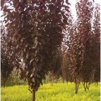 供應：紅葉李、紫葉桃、紅楓、紅瑞木、紅葉小檗、金葉女貞、等等