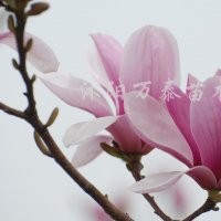 供應廣（紅、白、紫、黃）玉蘭、大花月季、豐花月季