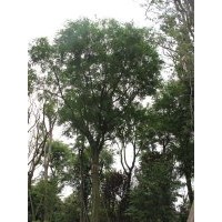 皂角 熟貨皂角苗木 四川皂角樹 成都萬樹園林