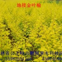 各種海棠苗，金葉榆，雞心果，矮化寒富，牡丹海棠，紅葉李