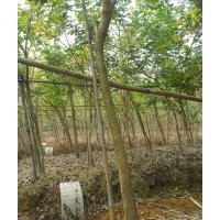 供應米徑5-8分黃花風鈴地苗