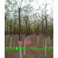 供應金葉榆 國槐 西府海棠 法桐