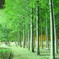 水杉、水杉價(jià)格、水杉苗、水杉樹(shù)苗