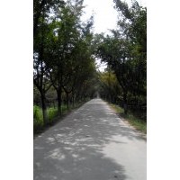 長期供應35公分銀杏嫁接樹