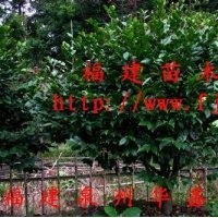 茶花、十八學士