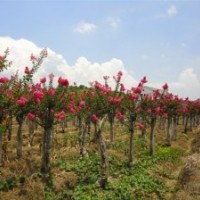 供應紫薇、紫薇樹、紫薇價格、紫薇樹報價