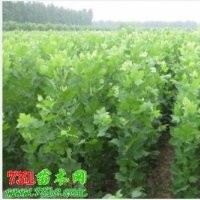供應：法桐1-15cm