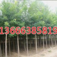 毛白楊/聊城毛白楊/山東毛白楊請咨詢冠縣毛白楊基地生態綠苗木