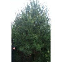 大量供應白皮松、油松、雪松、華山松、河南檜柏
