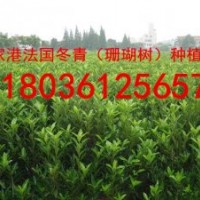 法國冬青（青珊瑚）