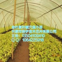 金葉復葉槭穴盤小苗20萬