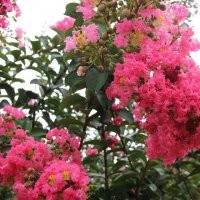 出售各種規格大紅花紫薇