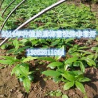 批發(fā)一年生臘梅苗江蘇臘梅小苗40公分高大量批發(fā)銷(xiāo)售