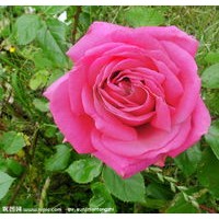 盆裝金葉榆，路-地金葉榆-30以上，紅玫瑰、連翹、迎春