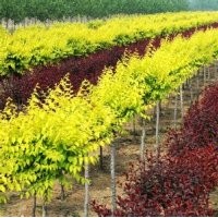 大量出售丹東快柏、塔柏、柏樹球、金葉榆、銀杏、黃金樹、梧桐等