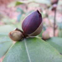 【墨紫含笑 黑桿】 紫色花 陽(yáng)臺(tái)花卉盆栽 鮮花園藝 綠植花盆杯苗