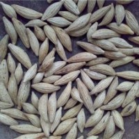 低價供應桂花種子，丹桂種子，金桂種子，櫻花種子