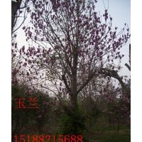 供北欒，五角楓，工杜仲，臭椿，玉蘭，黃櫨