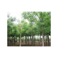 毛白楊小苗批發(fā)價格,毛白楊小苗,毛白楊批發(fā),毛白楊批發(fā)商