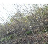 青島櫻花樹