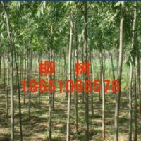 供應山東直柳、山東直柳基地、山東竹柳基地、山東賣竹柳、山東竹