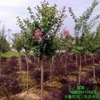 重慶珍稀類苗木紫荊線竹木井臘梅春羽重楊木墻薇灑金珊瑚苗場(chǎng)直銷