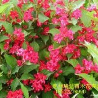 紅王子錦帶價格，猥實價格，棣棠基地，紫荊價格，珍珠梅