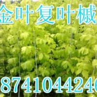 金葉復葉槭