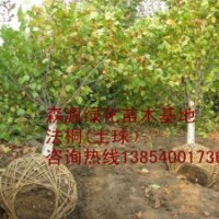 法桐多少錢一顆-法桐價格