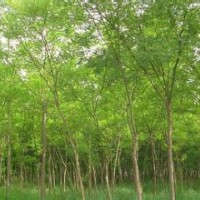 國槐 合歡 法桐2014最新價格山東翔宇苗木基地
