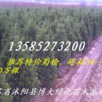 花木大戶100萬蜀檜銷售基地-蜀檜價格-蜀檜圖片-蜀檜小苗