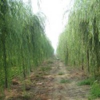 河北的垂柳什么價@@@河北垂柳基地