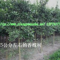 香櫞樹 香櫞樹價格優(yōu)惠批量供應