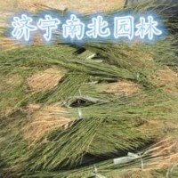 大量供應國槐苗