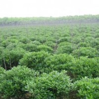 供海桐球，黃楊球，冬青球，火棘球，紅葉石楠球，小葉女貞球 衛(wèi)