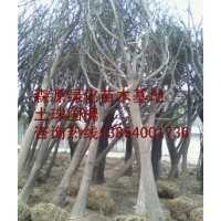 天津國槐價格-裸根截干國槐-各種規格國槐出售
