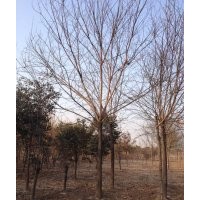 1-30公分法桐價格