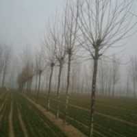 大量供應國槐2公分---50公分 法桐 價格 菏澤鄆城